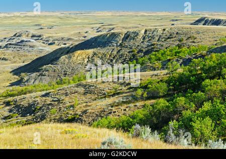 Killdeer Badlands (Ostblock) Grasslands National Park Saskatchewan Kanada Stockfoto