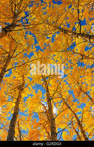 Zitternde Espe (Populus Tremuloides) Wald im Herbst Farben Prince Albert National Park Saskatchewan Kanada Stockfoto