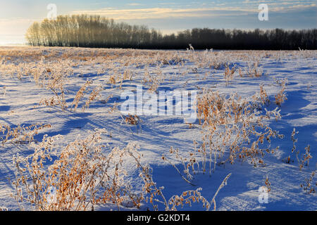 Raureif bedeckt Gräser Green Acres Saskatchewan Canada Stockfoto