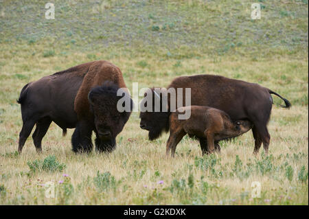 Buffalo Bison Bison, Stier, Kuh Kalb Fütterung, Waterton Lakes National Park, Alberta, Kanada Stockfoto