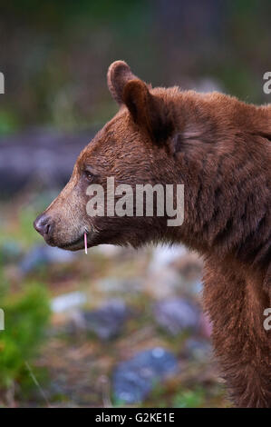 Schwarzer Bär, Ursus Americanus, Waterton Lakes National Park, Alberta, Kanada Stockfoto