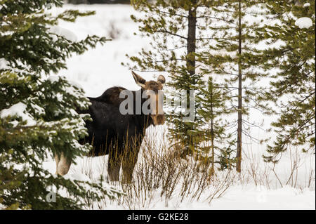 Junge Elche in Yellowstones Lamar Valley.USA Stockfoto