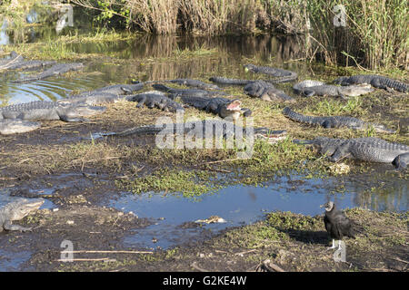 Mönchsgeier (Coragyps Atratus) und basking Mississippi Alligatoren (Alligator Mississippiensis), Everglades Nationalpark Stockfoto