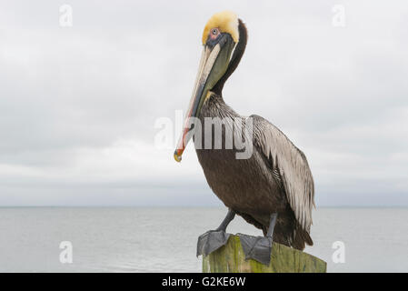 Brauner Pelikan (Pelecanus Occidentalis) stehend auf einem Pfosten, St. Petersburg, Florida, Vereinigte Staaten von Amerika Stockfoto