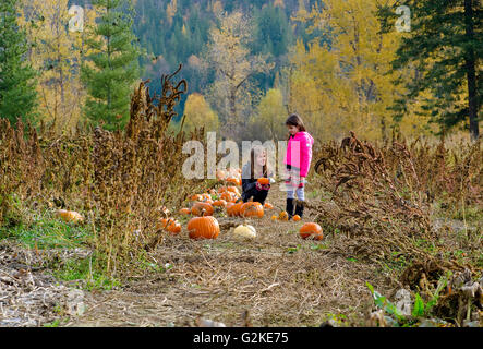 Junge Schwestern Auswahl Kürbisse in Kürbis patch grün Croft Gärten in Grindrod Shuswap Region British Columbia Kanada Stockfoto