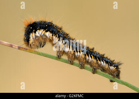 Schleichende Trinker Stockfoto