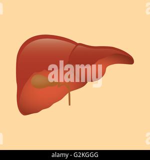 Leber isoliertes Objekt orange Hintergrund Vektor Stock Vektor