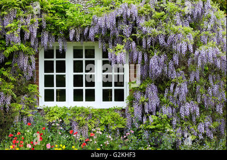 Blauregen wächst auf Mauer der alten Englisch Cottage, Norfolk, England Stockfoto