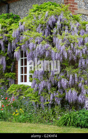 Blauregen wächst auf Mauer der alten Hütte, North Norfolk, England Englisch Stockfoto