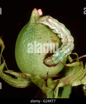 Amerikanische oder Baumwolle Bollworn (Helicoverpa Armigera) Raupe Fütterung auf eine Baumwolle boll Stockfoto