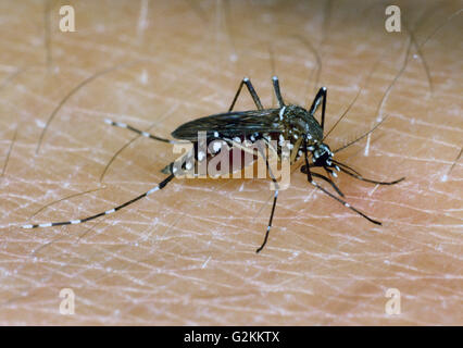 Ägyptischen Moskitos (Aedes Aegypti) ernähren sich von Blut aus Menschenhand Stockfoto