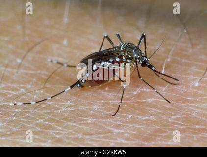 Ägyptischen Moskitos (Aedes Aegypti) ernähren sich von Blut aus Menschenhand Stockfoto