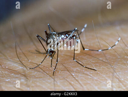 Ägyptischen Moskitos (Aedes Aegypti) ernähren sich von Blut aus Menschenhand Stockfoto