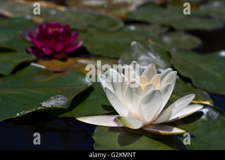 ein paar der Seerose liegt der Schwerpunkt auf den weißen Stockfoto