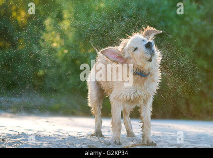 Nahaufnahme von einem golden Labrador schütteln Meerwasser aus seinem Körper direkt am Strand. Stockfoto