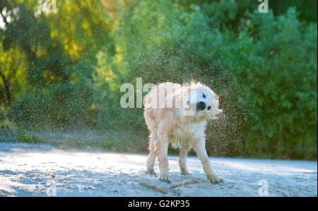 Nahaufnahme von einem golden Labrador schütteln Meerwasser aus seinem Körper direkt am Strand. Stockfoto