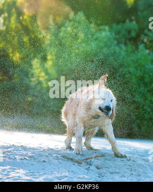 Golden Retriever Wasser abschütteln Stockfoto