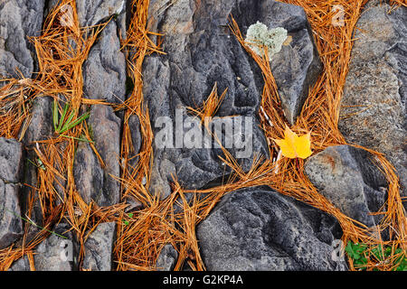 White Pine Nadeln und Ahornblatt auf Felsen im Herbst Rutschen Provincial Park Ontario Kanada Stockfoto