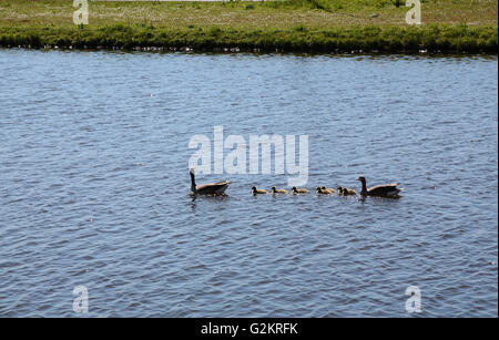 Ein paar Graugänse mit ihren kleinen Kindern in einem Fluss schwimmen Stockfoto