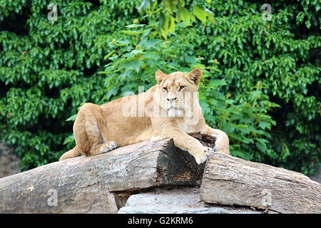 Eine Löwin im Artis Zoo in Amsterdam Stockfoto