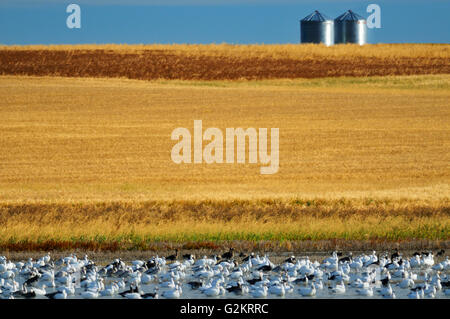 Schneegänse und Getreidesilos im Herbst Beechy Saskatchewan Kanada Stockfoto