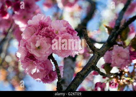 Kirschblüte, Nahaufnahme Stockfoto