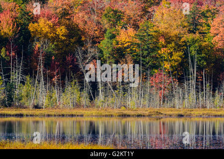 Feuchtgebiet und farbige Blätter an einem schönen, herbstlichen Morgen, Haliburton, Ontario, Kanada Stockfoto