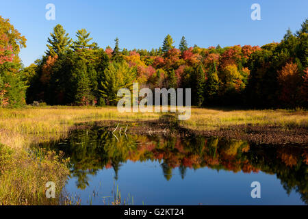 Feuchtgebiet an einem brillant klare Herbsttag, Haliburton, Ontario, Kanada Stockfoto