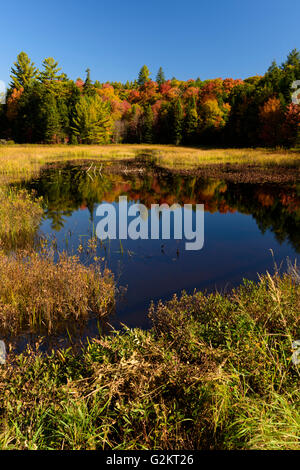 Feuchtgebiet an einem brillant klare Herbsttag, Haliburton, Ontario, Kanada Stockfoto