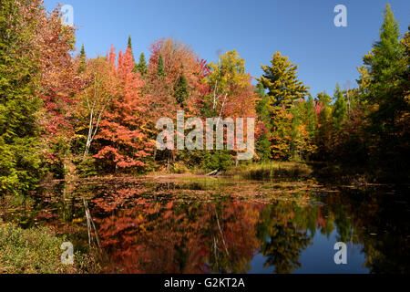 Feuchtgebiet im Laubwald, Herbst. Haliburton, Ontario, Kanada Stockfoto