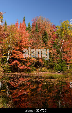 Feuchtgebiet im Laubwald, Herbst. Haliburton, Ontario, Kanada Stockfoto