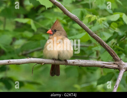 Weiblichen nördlichen Kardinal thront auf einem Ast, (Cardinalis Cardinalis), Kerrville, TX, USA Stockfoto