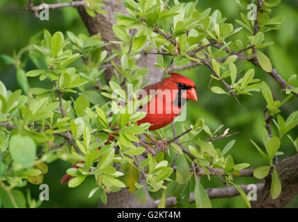 Männliche nördlichen Kardinal thront auf einem grünen Zweig (Cardinalis Cardinalis), Kerrville, TX, USA Stockfoto
