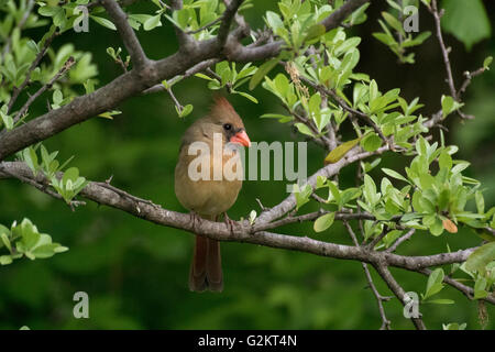 Weiblichen nördlichen Kardinal thront auf einem grünen Zweig (Cardinalis Cardinalis), Kerrville, TX, USA Stockfoto