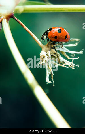 Marienkäfer Makroaufnahme im Frühling. Stockfoto