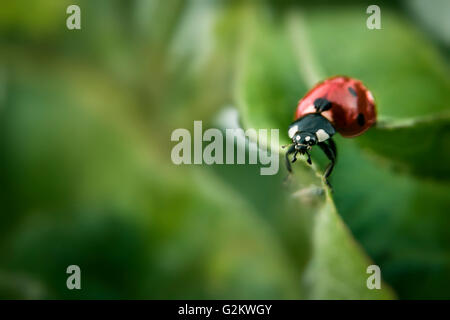 Marienkäfer Makroaufnahme im Frühling. Stockfoto