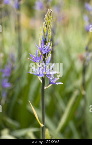 Nahaufnahme von Camassia Quamash, die in einem englischen Garten blüht Stockfoto