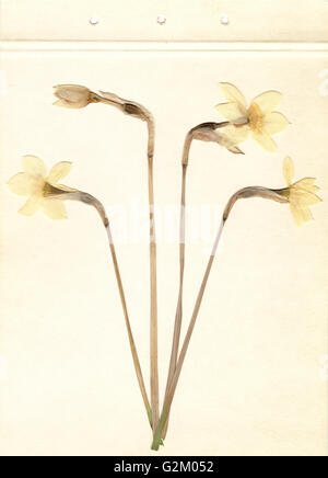 Gepressten und getrockneten Narzissen. Weiße Narzisse. Gescanntes Bild. Vintage Herbarium Hintergrund auf dem alten Papier. Stockfoto