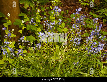 Glockenblumen durch den Pfad im Stanley Park, Blackpool Stockfoto