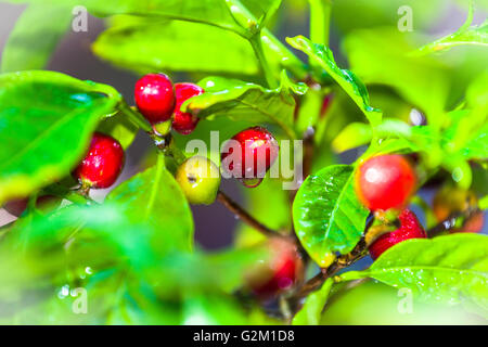 Kaffee Beeren Stockfoto