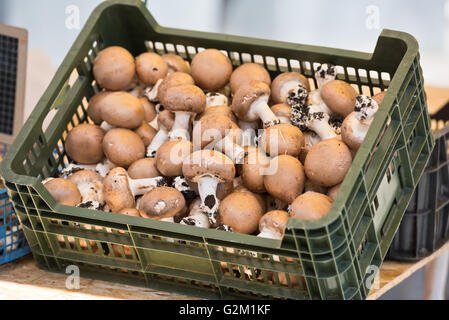 Pilze in einer Plastikbox auf einem Bauernmarkt. Horizontalen Schuss Stockfoto