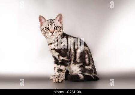 Devon Rex Purebrebred Katze auf weiß Stockfoto