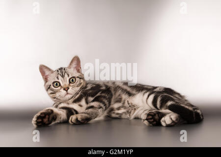 Devon Rex Purebrebred Katze auf weiß Stockfoto