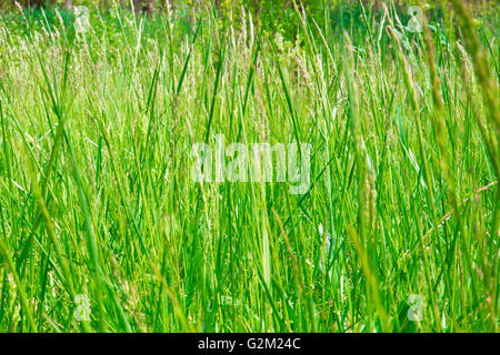 Bereich der hohen grünen Naturrasen in Wiese Stockfoto