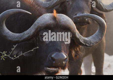 Büffel im Chobe Nationalpark Stockfoto