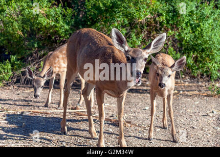 Glücklich Hirsch. Mutter und Doe Essen Rasen. Stockfoto