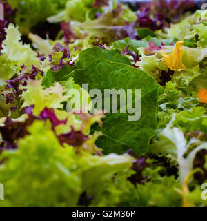Bio frisch geschnittene Loseblatt Baby-Salat auf dem Bauernmarkt Stockfoto
