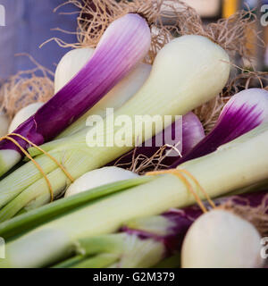 Frisch gepflückt Trauben von Zwiebeln auf dem Bauernmarkt Stockfoto