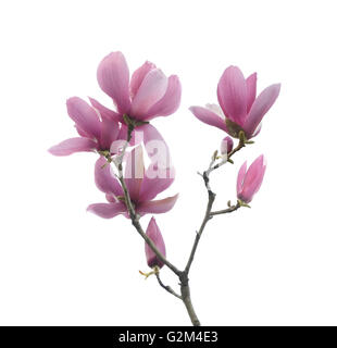 Rosa Magnolie Blüten isoliert auf weißem Hintergrund Stockfoto