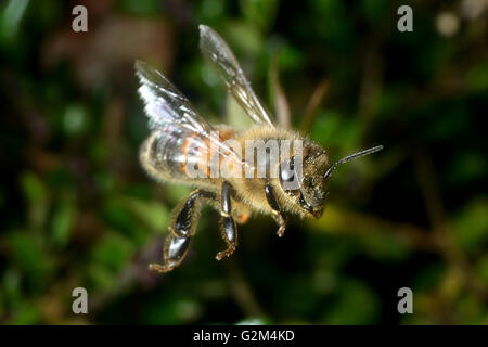 wilde Bienen im Flug Stockfoto